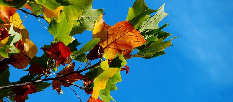 Atelier musical automne - Saint-Dié