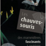 Vosges atelier nature chauve souris famille